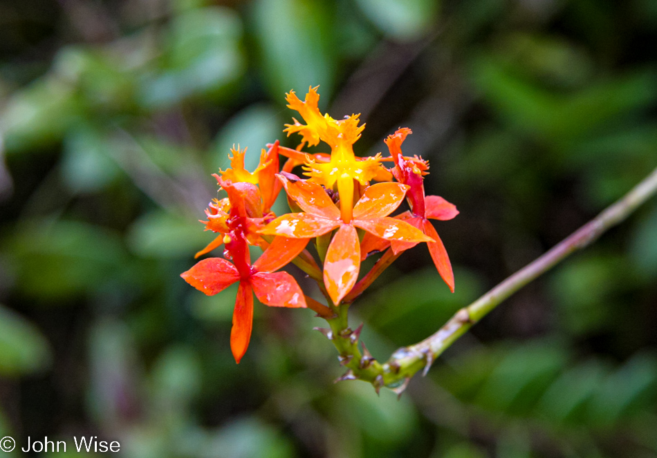 Kalopa Native Forest Trail near Honokaa, Hawaii