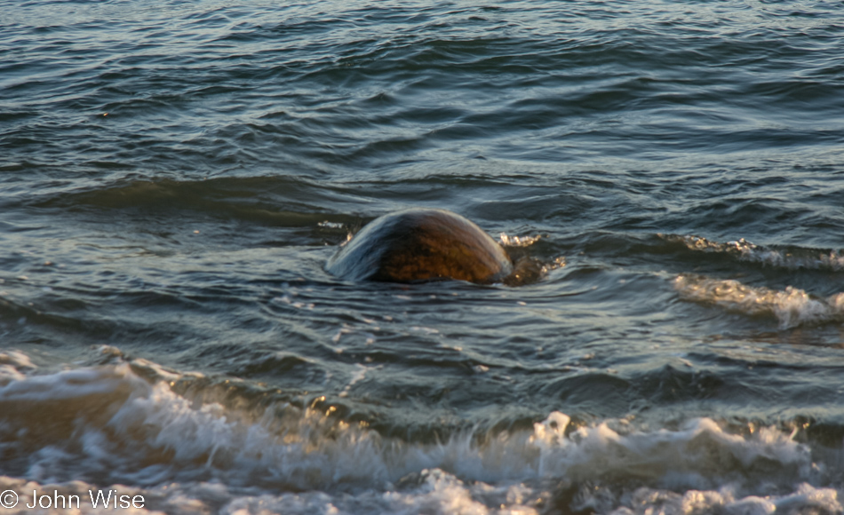 A turtle in the sea Kauai, Hawaii