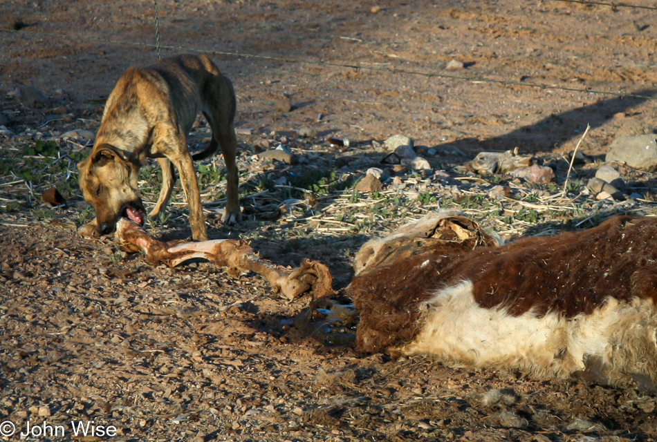 On the Tohono O'odham Reservation in Arizona a rez dog find a quick meal of roadkill.