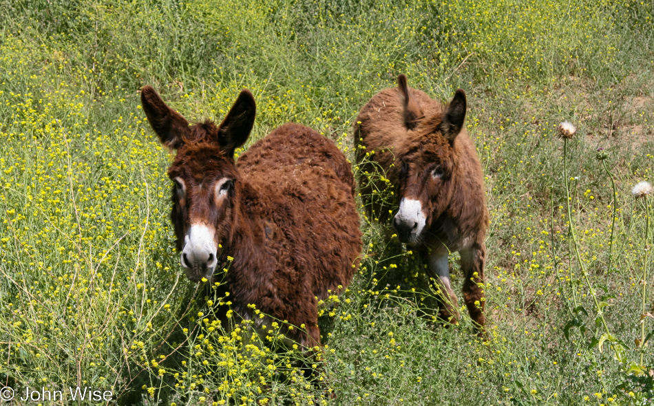 Donkeys checking us out in Chino Hills, California