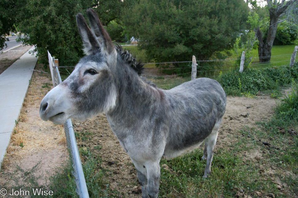 Maisy the Donkey from Glendale, Utah