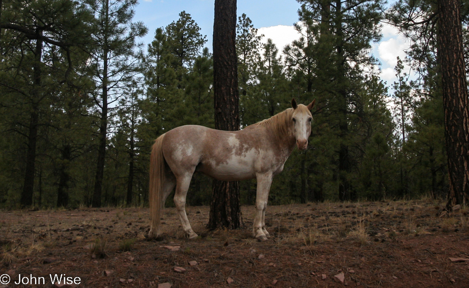 A roaming horse on the Navajo Reservation in Arizona