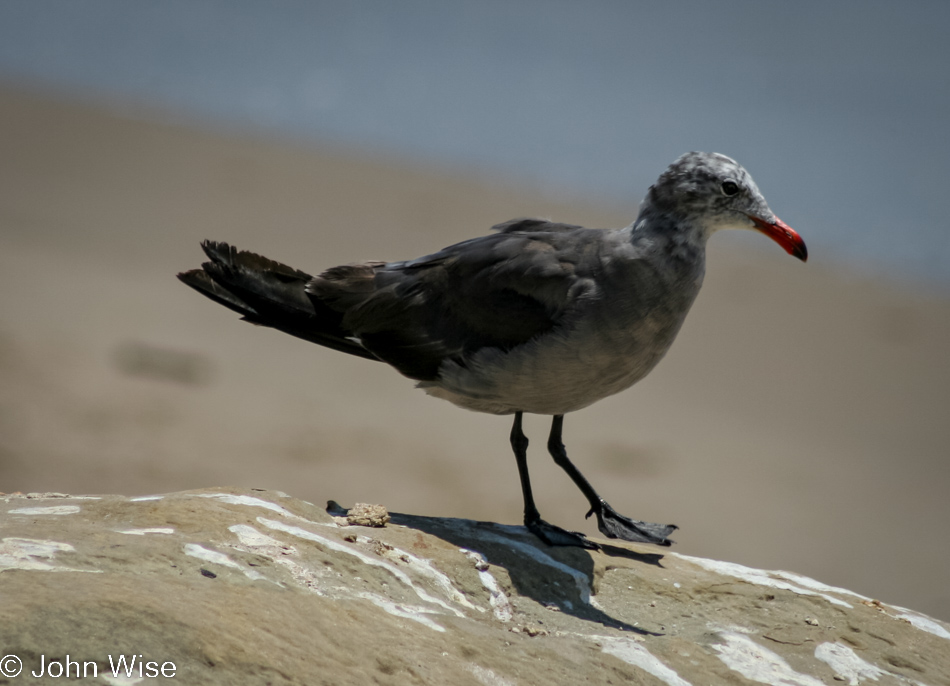 Shore bird on the Pacific Ocean in California