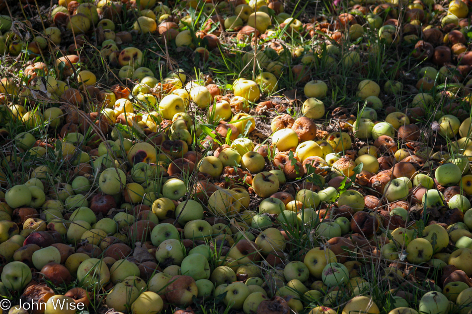 Brown's Orchard in Willcox, Arizona