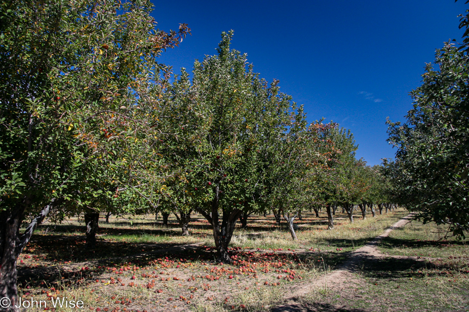 Brown's Orchard in Willcox, Arizona