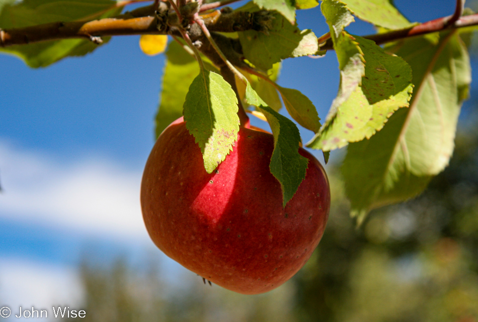 Brown's Orchard in Willcox, Arizona