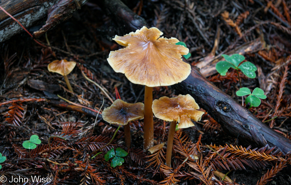 Humboldt Redwoods State Park in Weott, California