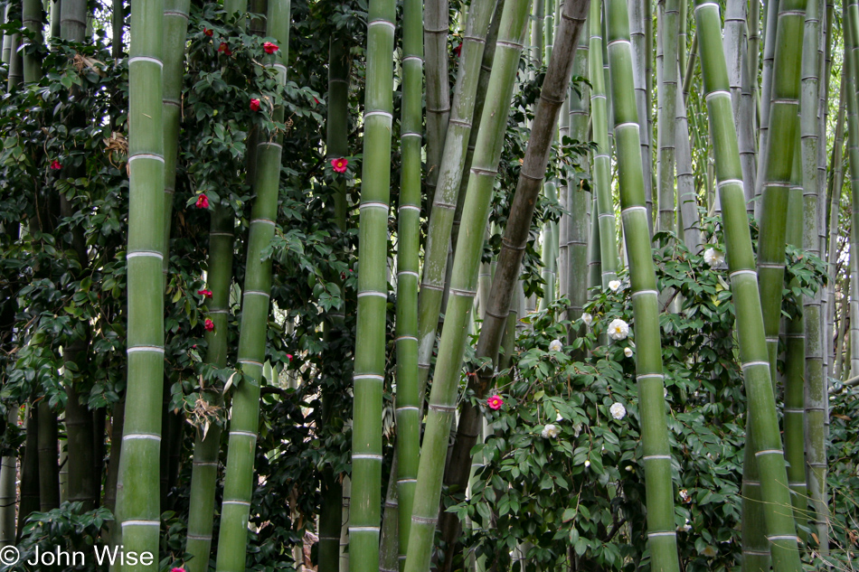 Huntington Botanical Garden in Los Angeles, California