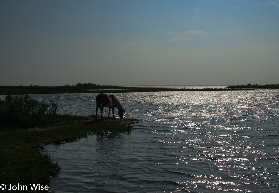 Assateague Island National Seashore in Maryland