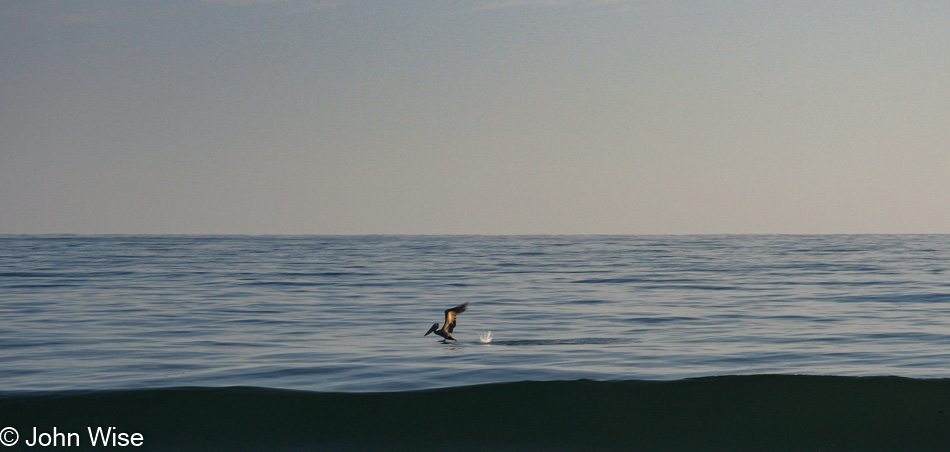 A pelican touches down but doesn't dive just offshore at El Capitan State Beach north of Santa Barbara, California