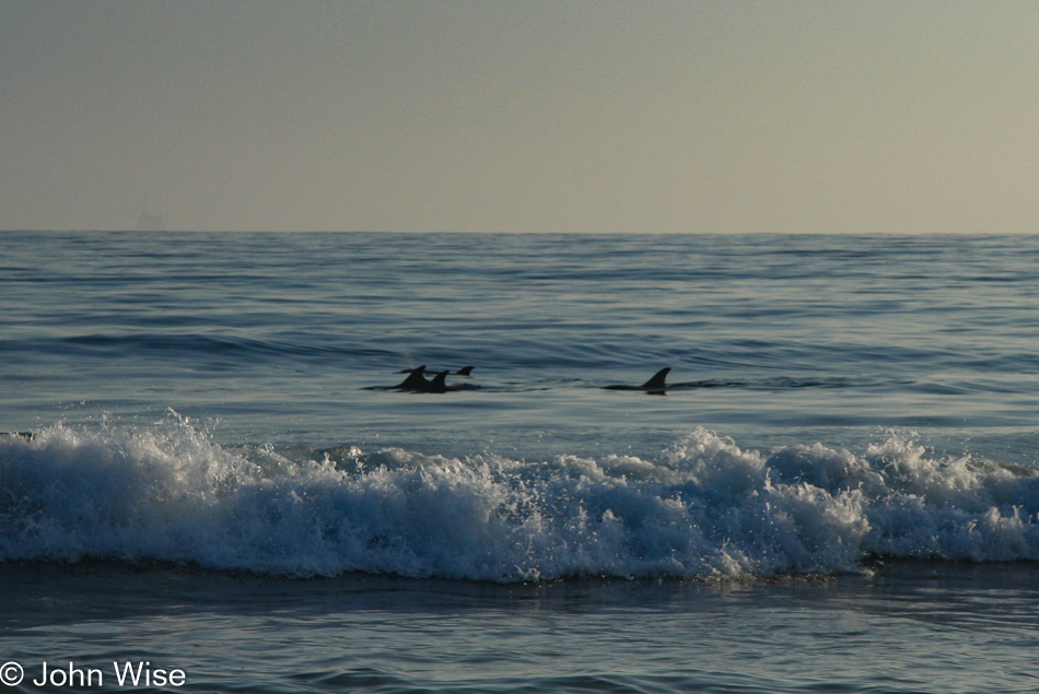 Dolphins in the surf in Santa Barbara, California