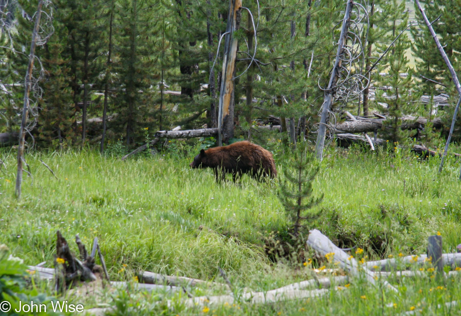 Yellowstone National Park in Wyoming