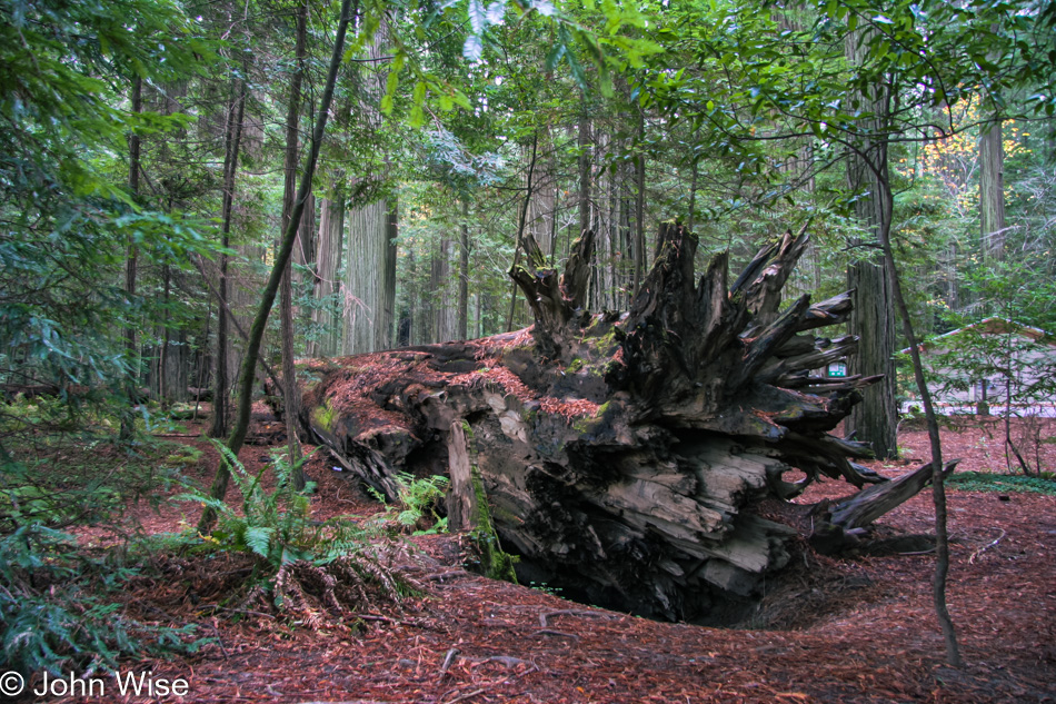 Redwoods National Park in California