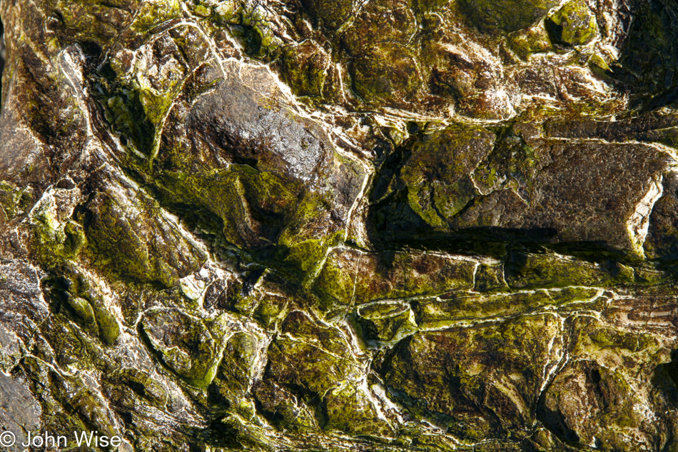 Slimy rock from a tide pool in Santa Barbara, California