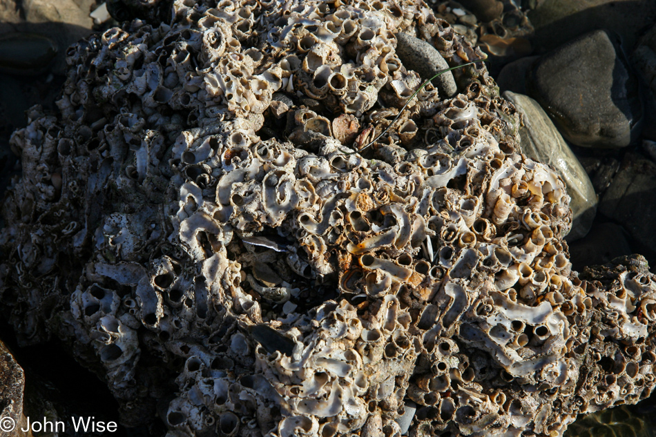 A lump of coral