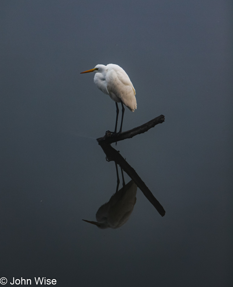 Great white heron at the Goleta Slough near Santa Barbara, California