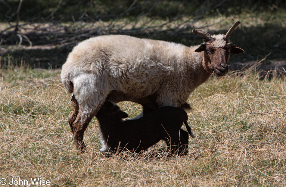 Churro Sheep in Aravaipa, Arizona