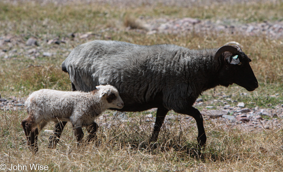 Churro Sheep in Aravaipa, Arizona