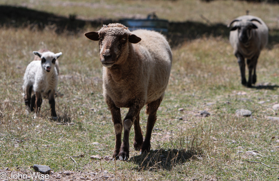 Churro Sheep in Aravaipa, Arizona