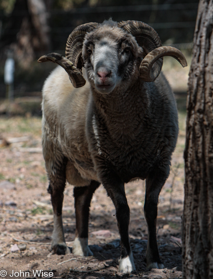 Churro Sheep in Aravaipa, Arizona