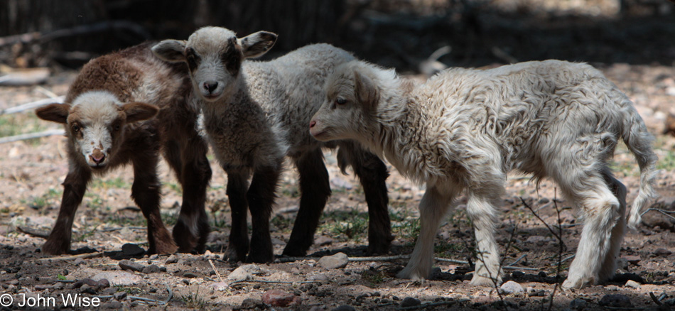 Churro Sheep in Aravaipa, Arizona