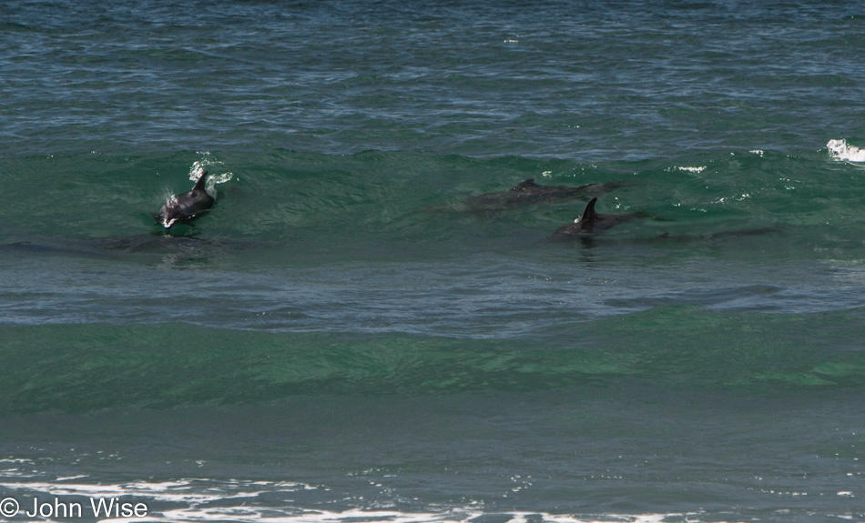 Dolphins surfing the waves south of Santa Barbara, California