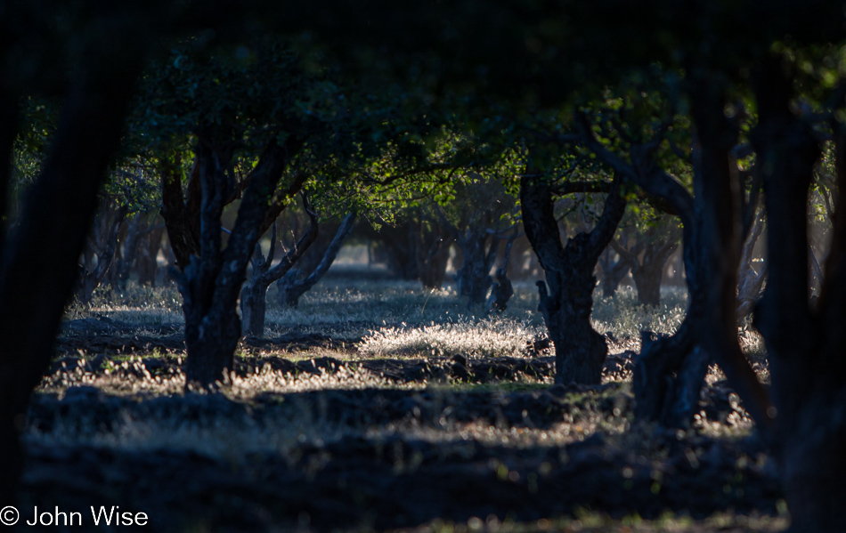 Sunset under the canopy of the apple orchard at Brown's Orchard in Willcox, Arizona