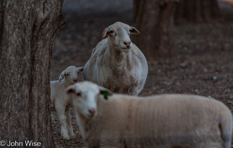 Brown's Orchard in Willcox, Arizona