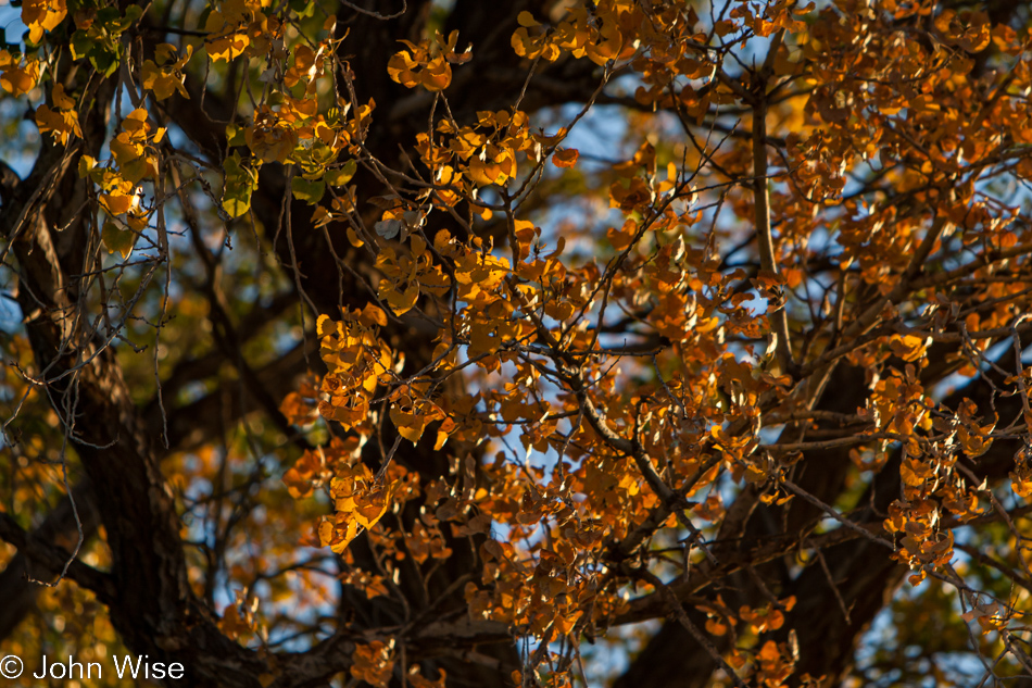 Brown's Orchard in Willcox, Arizona