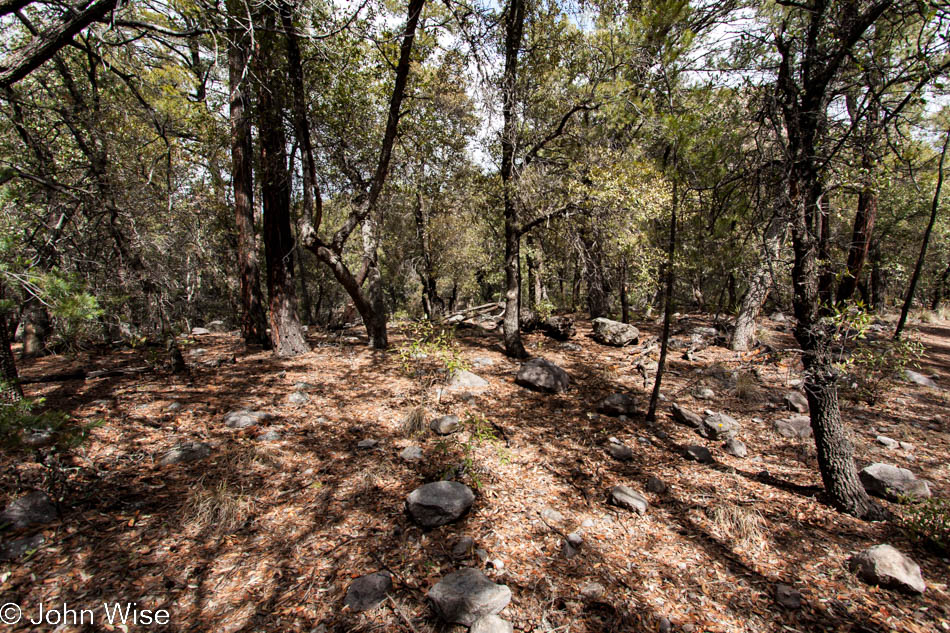 In the forest at Chiricahua National Monument in southeast Arizona