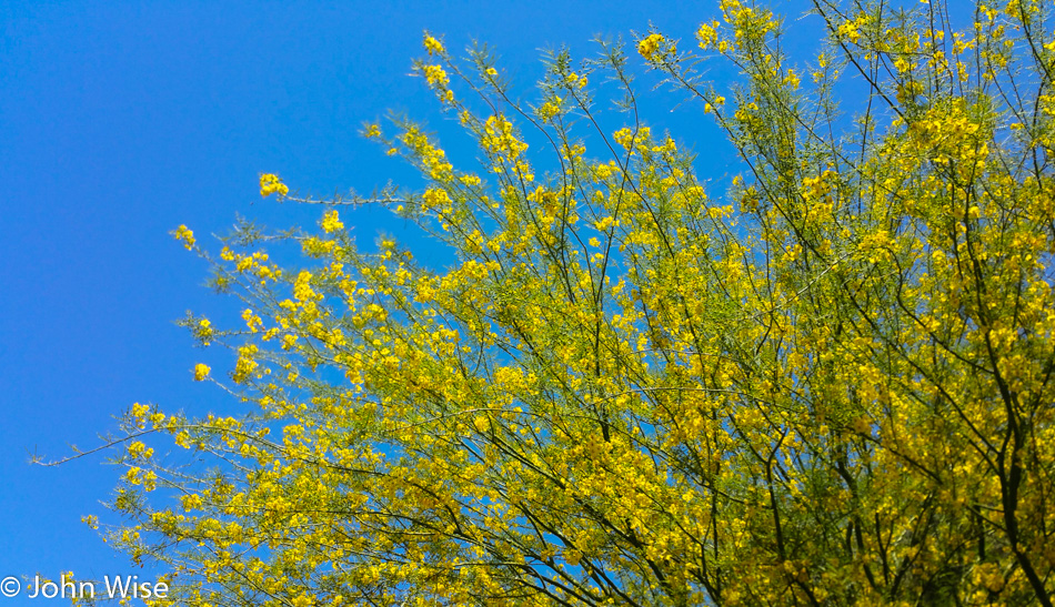 Spring Colors in Arizona