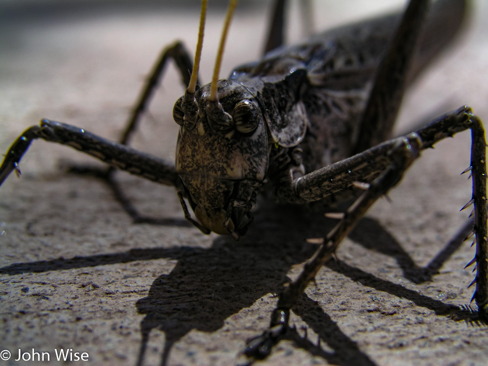 Grasshopper at Montezuma Well in Rimrock, Arizona