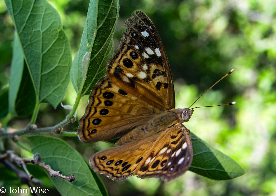 Butterfly at Montezuma Well in Rimrock, Arizona