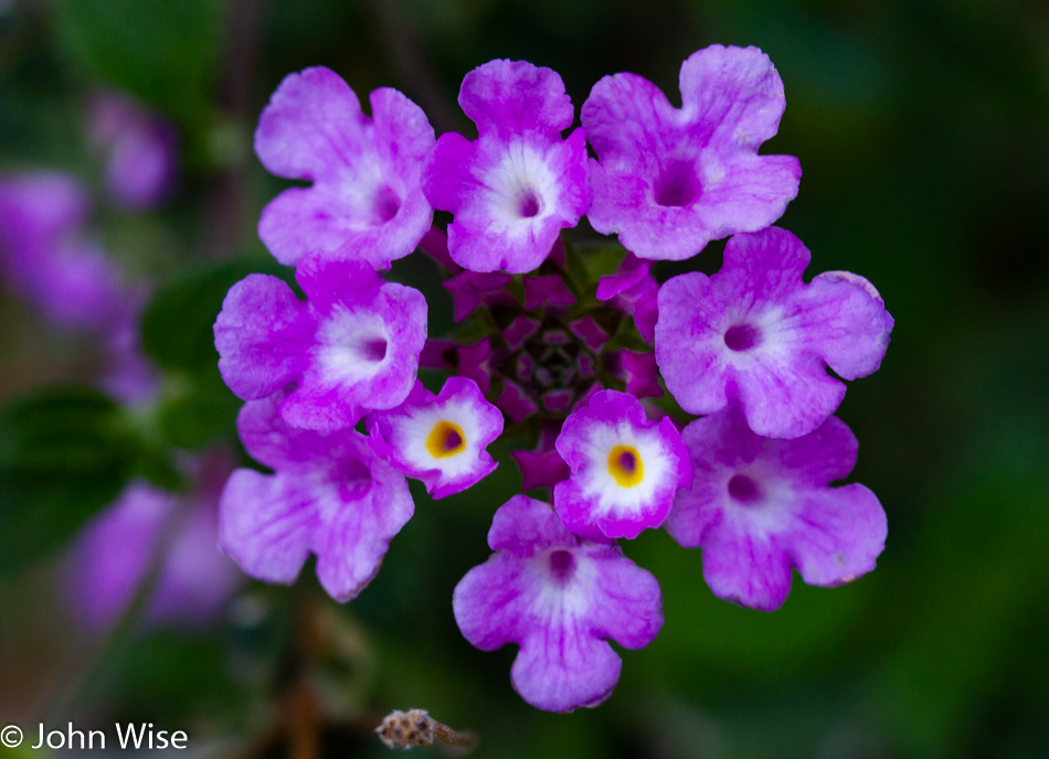 Urban flowers in Phoenix, Arizona