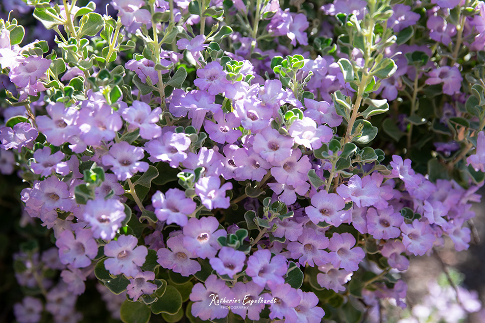 Desert Botanical Garden in Phoenix, Arizona