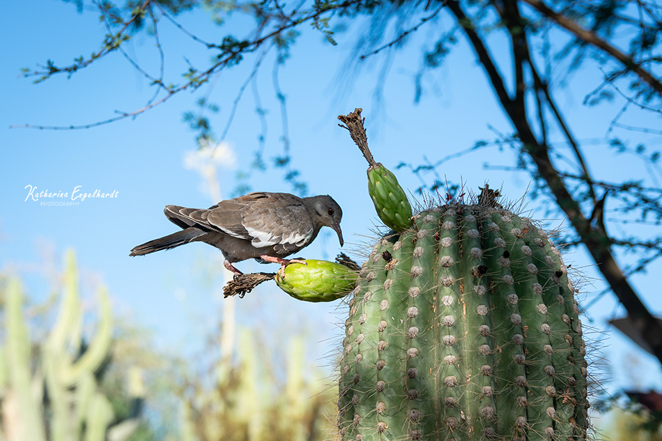 Desert Botanical Garden in Phoenix, Arizona