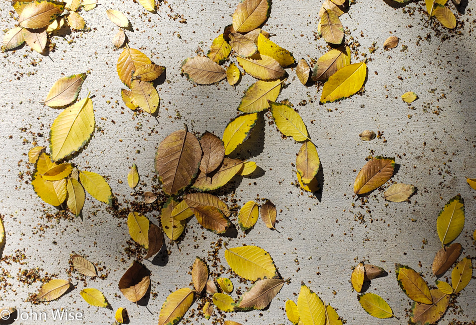 Fall Leaves in Phoenix, Arizona