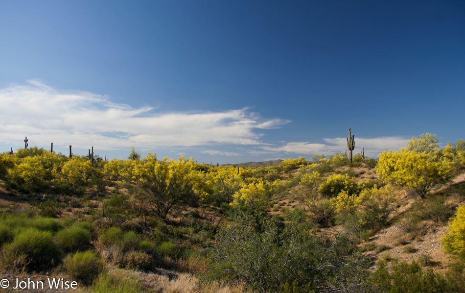 Arizona desert in spring