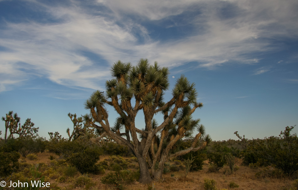 Arizona 2005