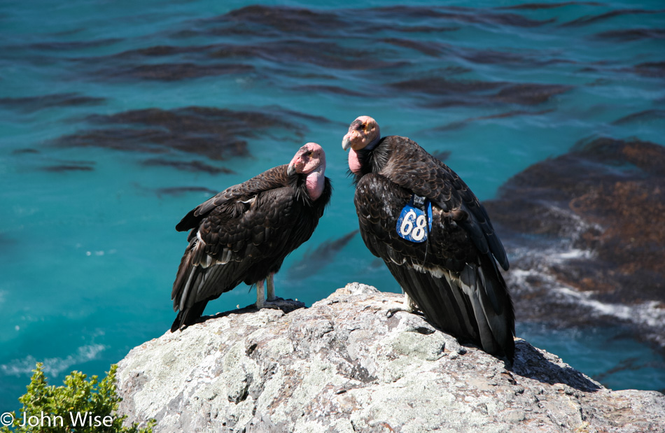 California Condors on the coast