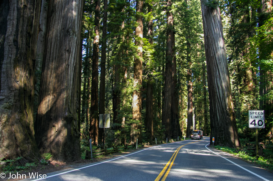 Driving through Redwoods National Park in California