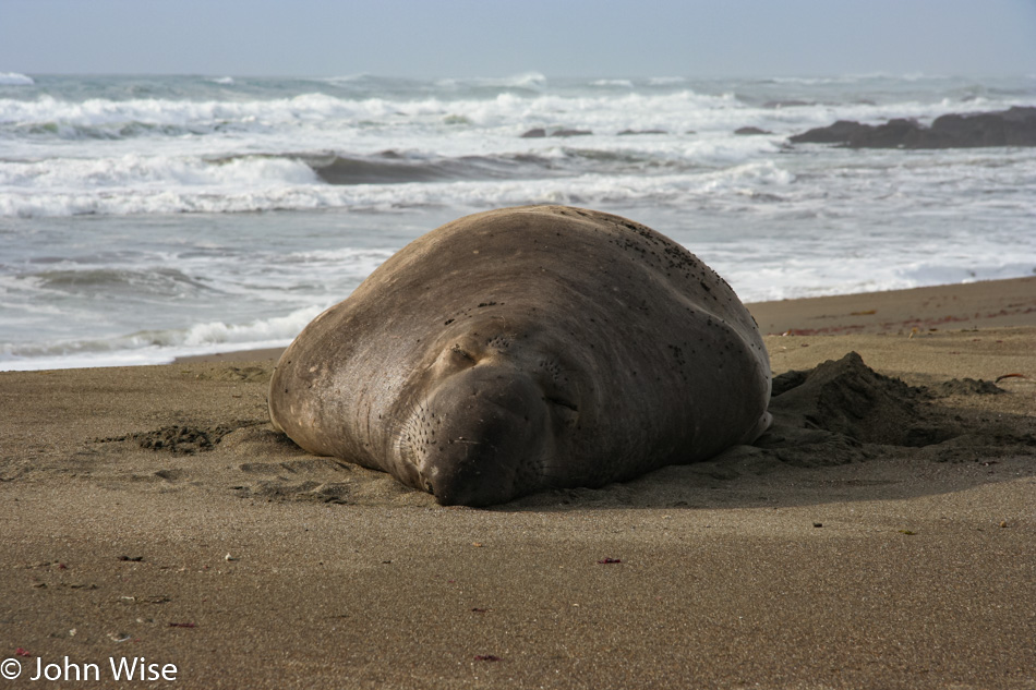 Elephant Seal at San Simeon California