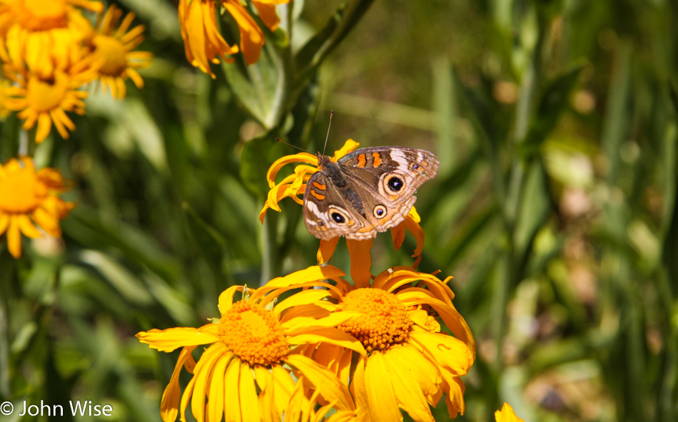 Flower and Butterfly in Arizona