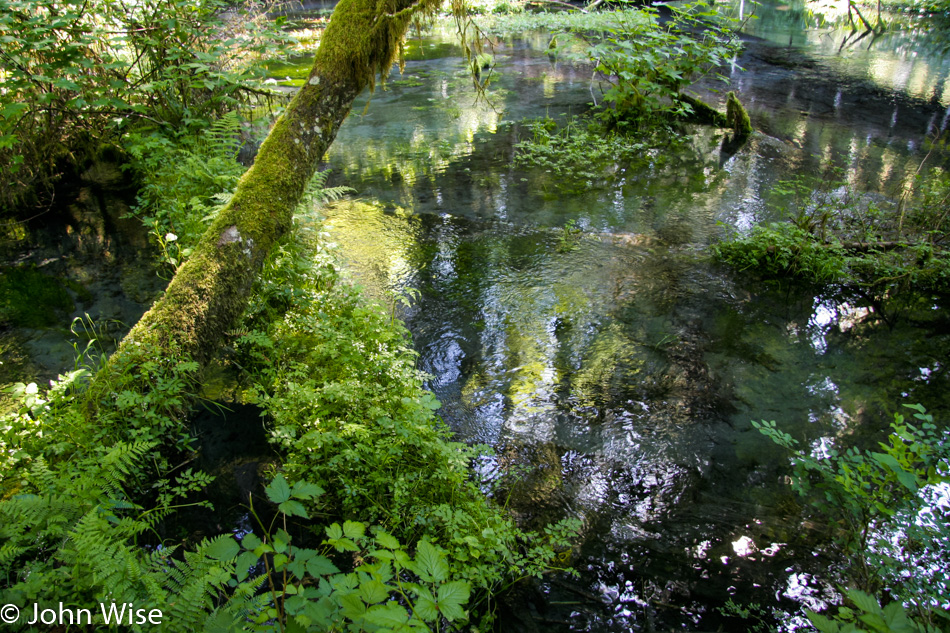 Hoh Rainforest in Olympic National Park Washington