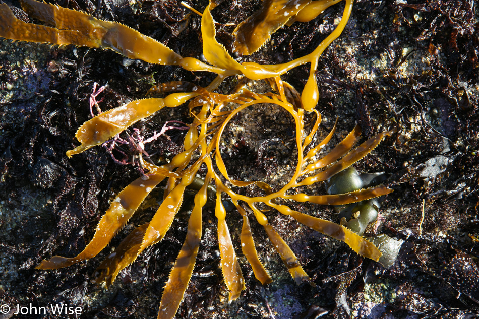 Kelp on the beach in California