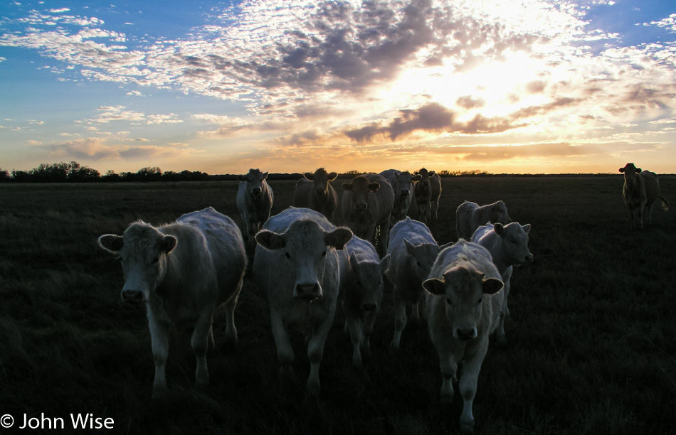 Texas Cows