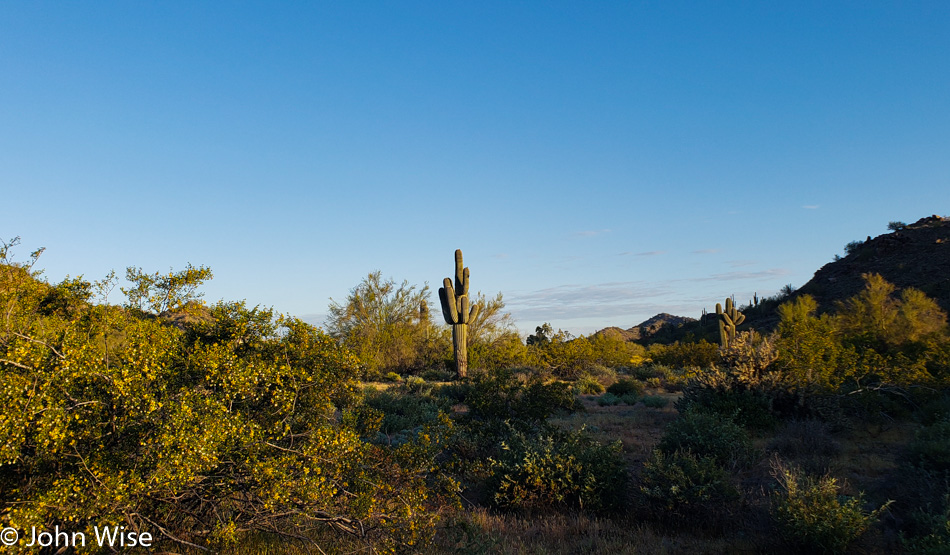 Desert Morning in Phoenix, Arizona