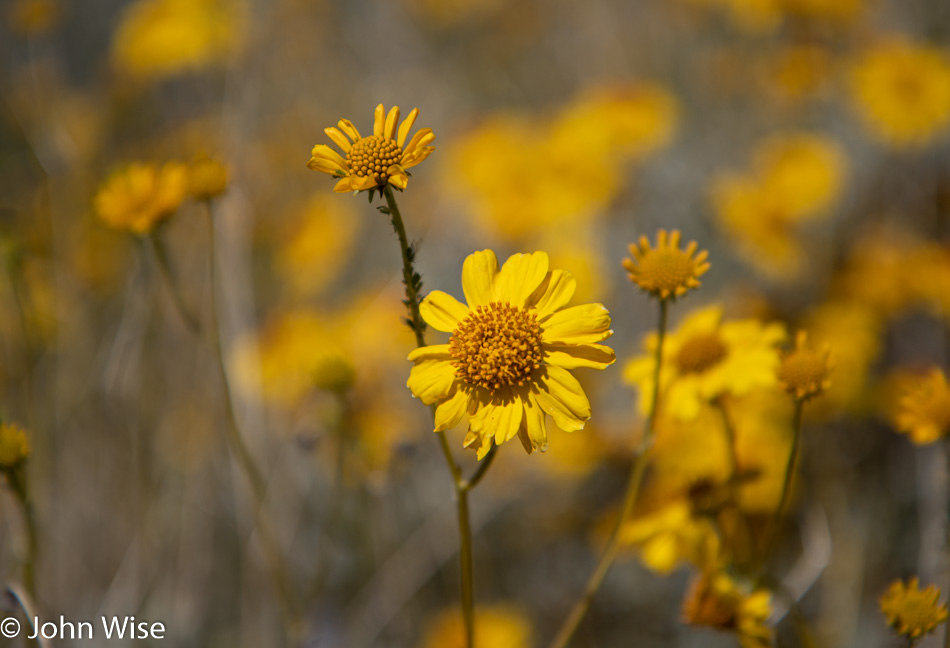 Wildflowers near Superior, Arizona