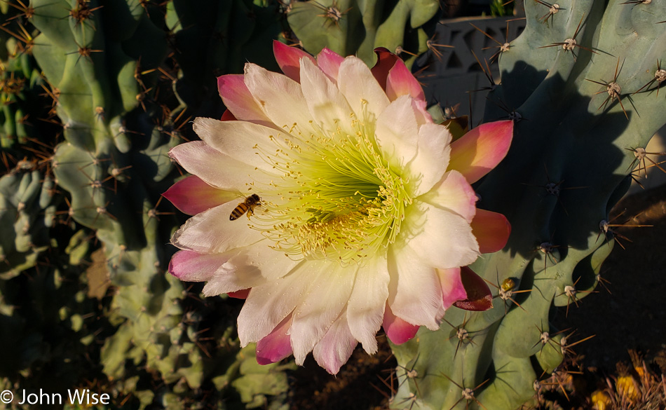 A bee collecting pollen from a cactus flower in Phoenix, Arizona