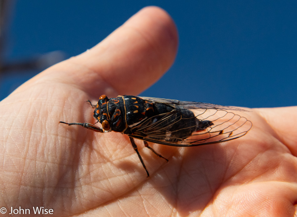 Cicada